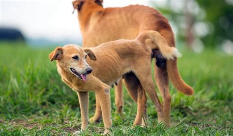 mujer pegada a un perro|porque los perros se pegan.